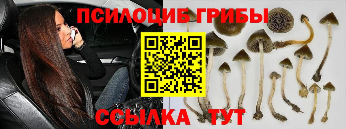 Киржач  Галлюциногенные грибы прущие грибы  Вход с VPN 